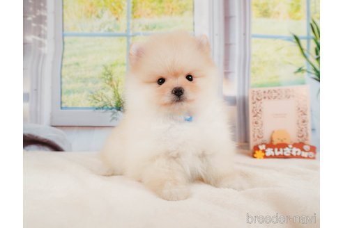 成約済の静岡県のポメラニアン-331821の5枚目